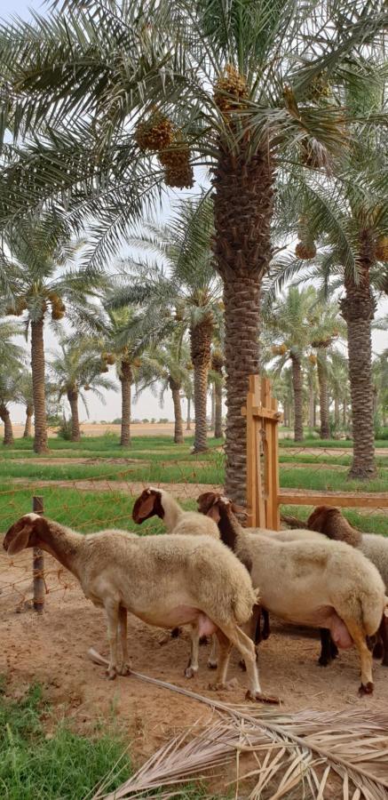 Heenat Salma Farm Ash-Shahaniyah Ngoại thất bức ảnh