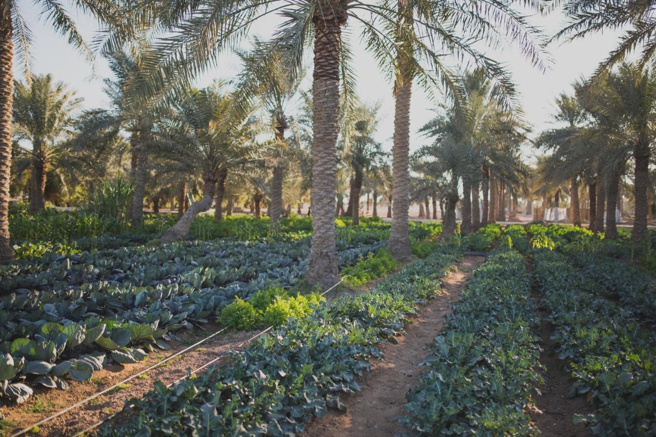 Heenat Salma Farm Ash-Shahaniyah Ngoại thất bức ảnh